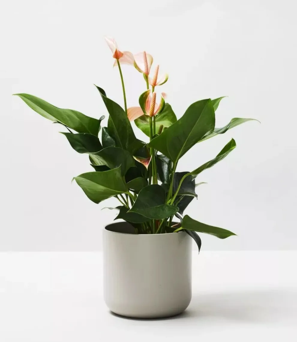 Rubber Plant